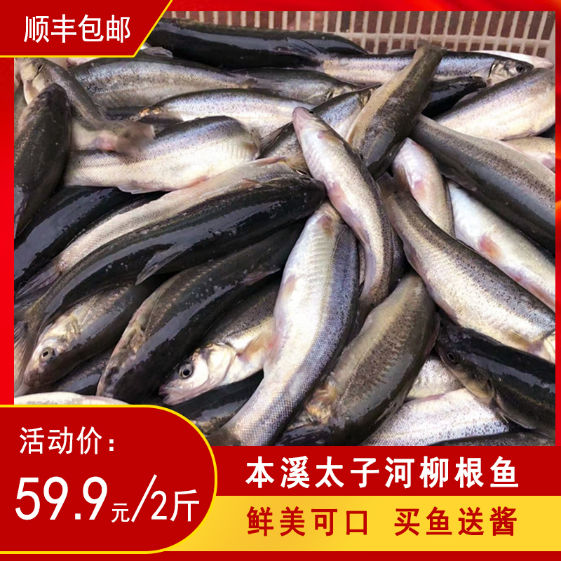 柳根鱼东北土特产本溪太子河柳根鱼食用淡水鱼