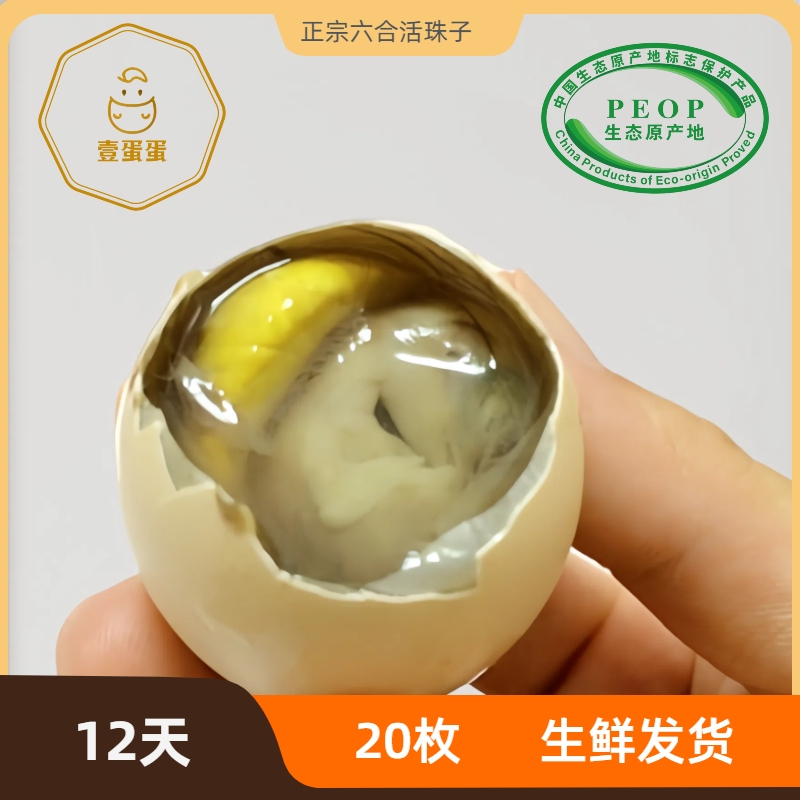 【壹蛋蛋】12天南京六合活珠子鸡胚蛋凤凰蛋活的新鲜 生的生鲜