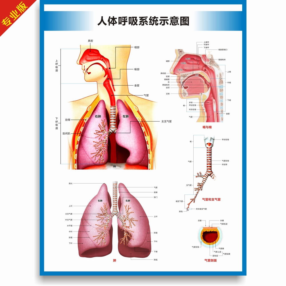 人体呼吸系统结构图呼吸系统构造图高清医院科室医科医学教学挂图