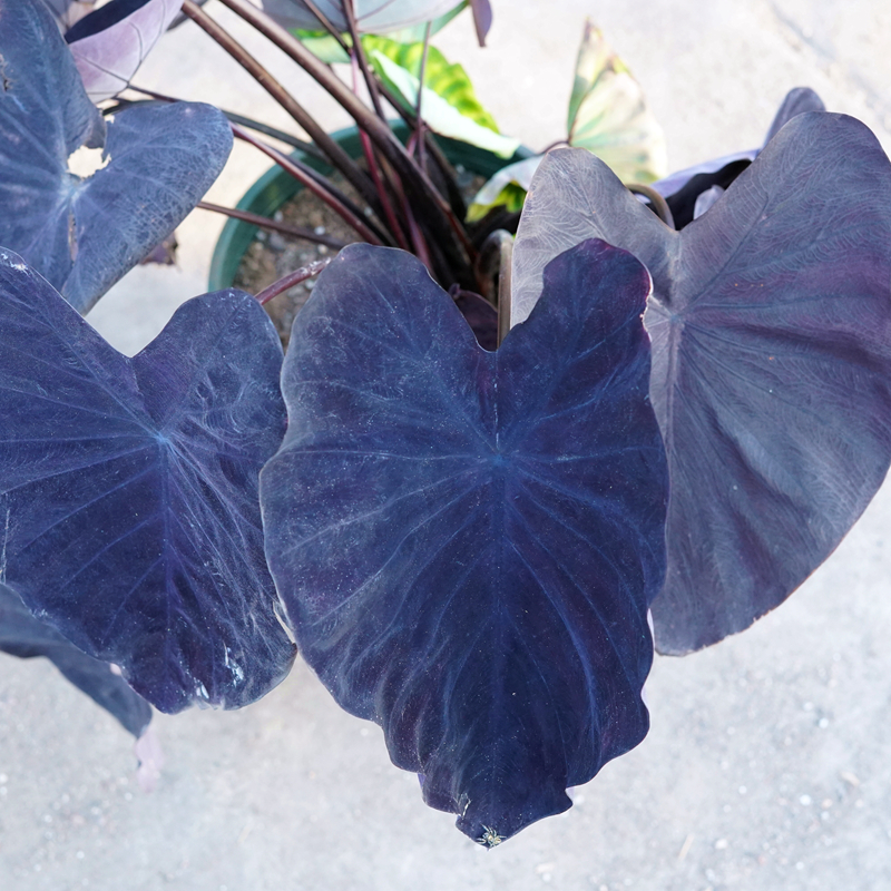 紫叶芋‘黑魔法’进口花叶芋苗 多年生耐热彩叶花卉块根植物耐阴
