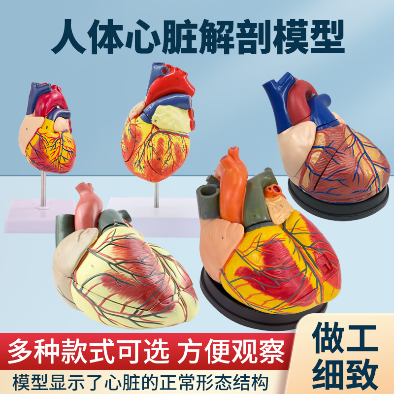 正品1:1人体心脏解剖模型B超彩超心脏模型拆卸医学自然大心脏教学