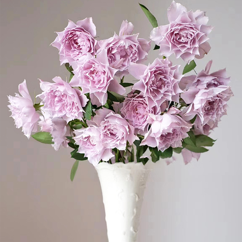 【梦金鹏】幻紫小粉兔肯辛顿公园单头玫瑰鲜花室内水养新鲜插花