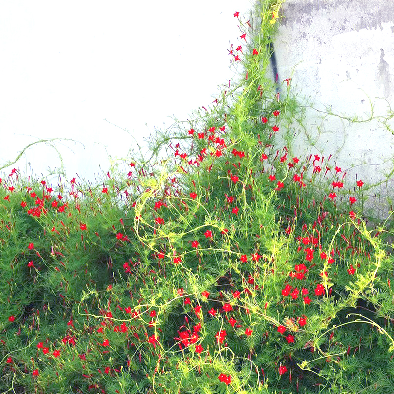 羽叶茑萝花种籽爬藤茑萝松五角星花种子阳台盆栽庭院爬墙花卉种孑