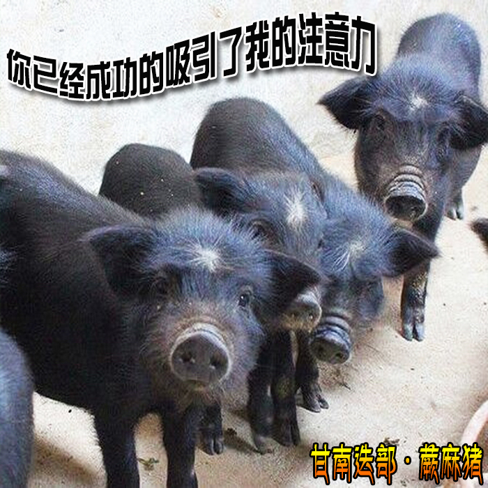 甘南藏区迭部蕨麻猪肉5斤新鲜藏香猪 生鲜