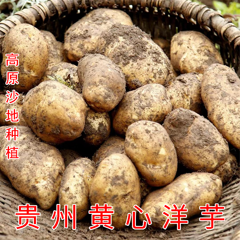 贵州黄心土豆威宁洋芋大土豆马铃薯沙地洋芋新鲜口感面糯10斤包邮