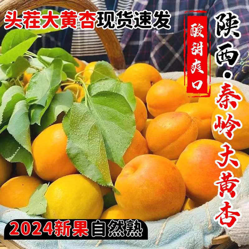 现摘大黄杏子新鲜水果当季陕西时令孕妇酸甜脆鲜杏金太阳5斤特级9