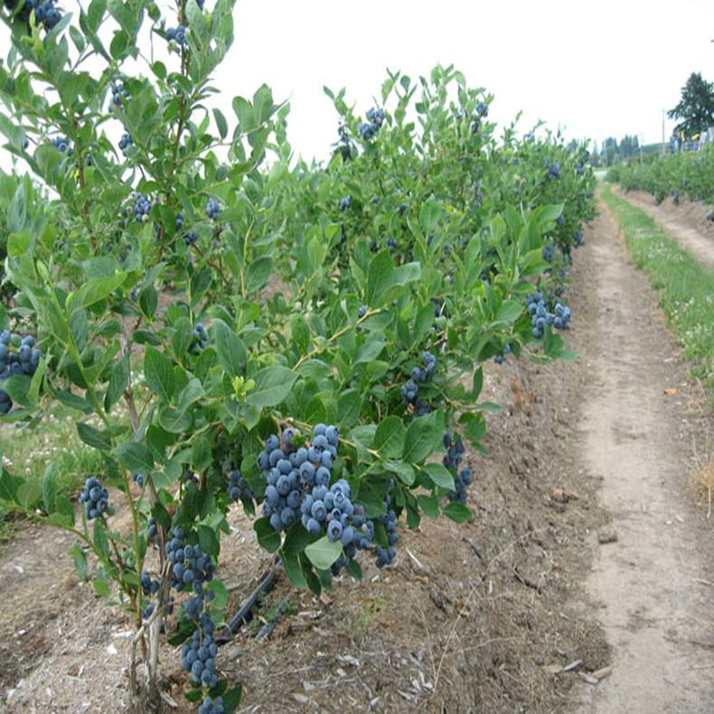 基地直销 盆栽蓝莓果树苗 半高蓝莓苗 蓝莓果苗 适合南北方种植