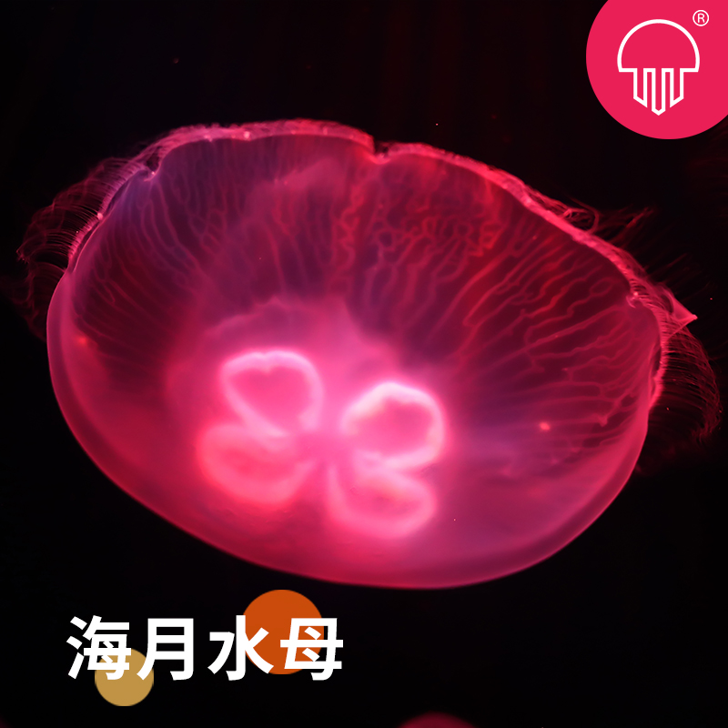 水母活物活体观赏水母赤月海月水母缸情人节小宠物网红杯水族包邮