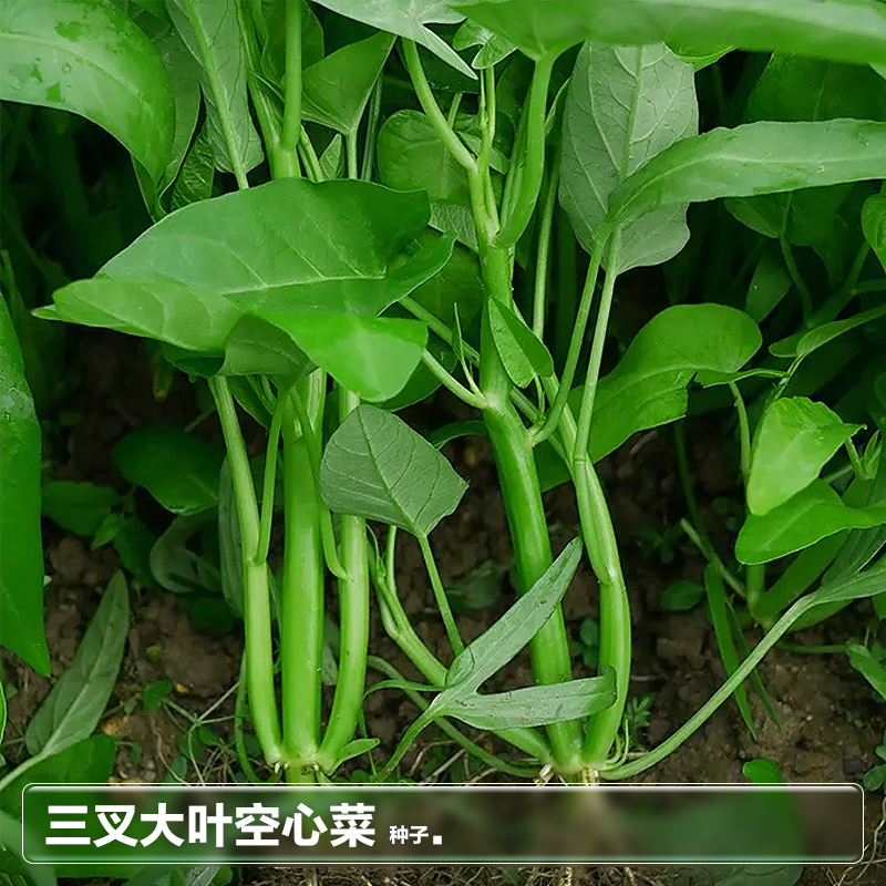 三叉大叶空心菜子高产疏菜种子春季四季水培阳台蔬菜籽种籽孑大全
