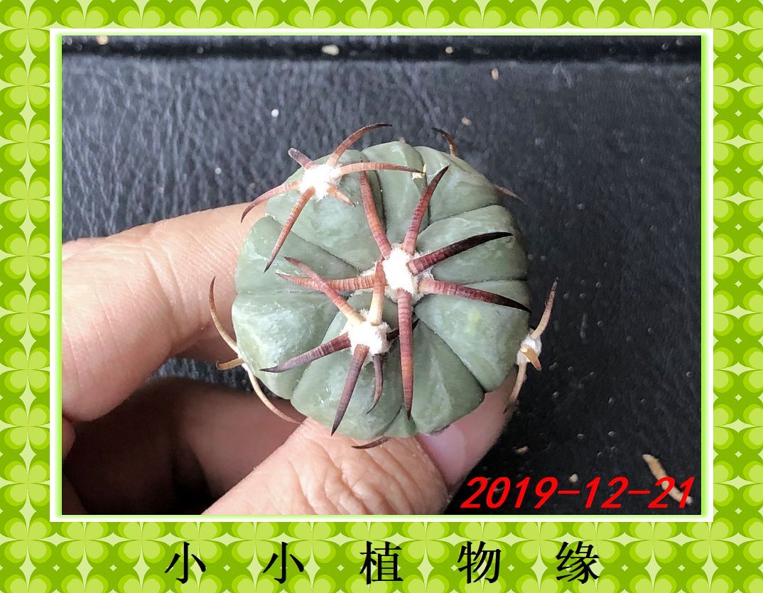 ㈠S152花王丸 籽播实生仙人球 绿色花卉 小小植物缘 3.7CM不含刺