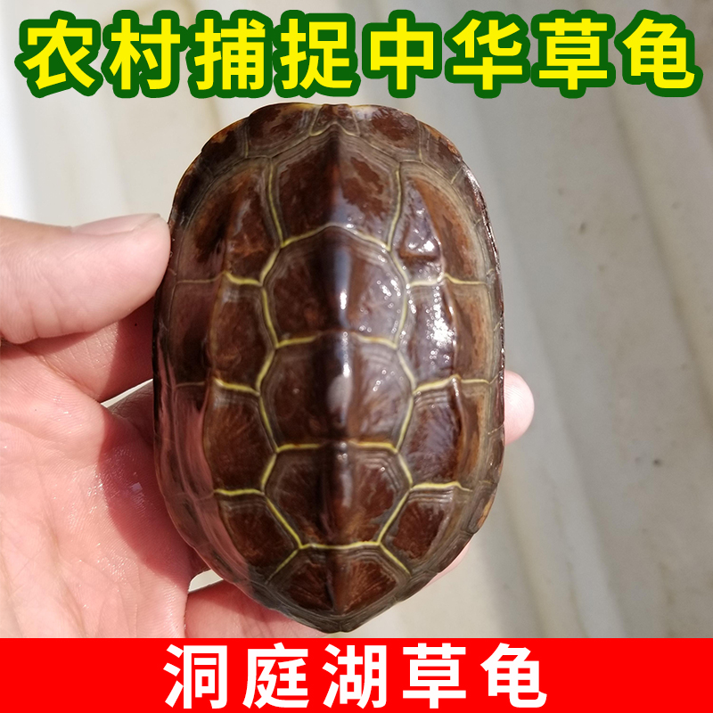 中华草龟乌龟金线龟风水龟生态龟苗活体观赏龟