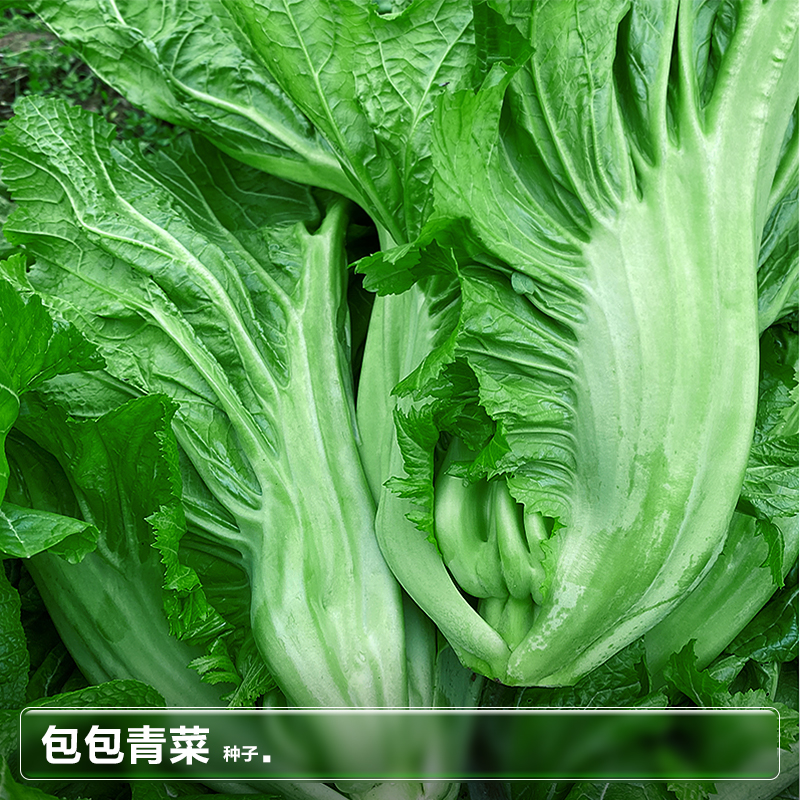 四川泡菜青菜芥菜种子南方盆栽阳台种植夏季四季蔬菜籽种籽孑大全