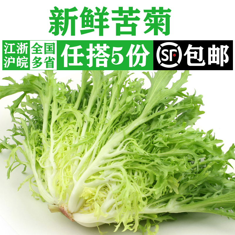 新鲜苦菊500g 苦细叶生菜 苦苣菜 西餐生吃蔬菜沙拉色拉食材配菜