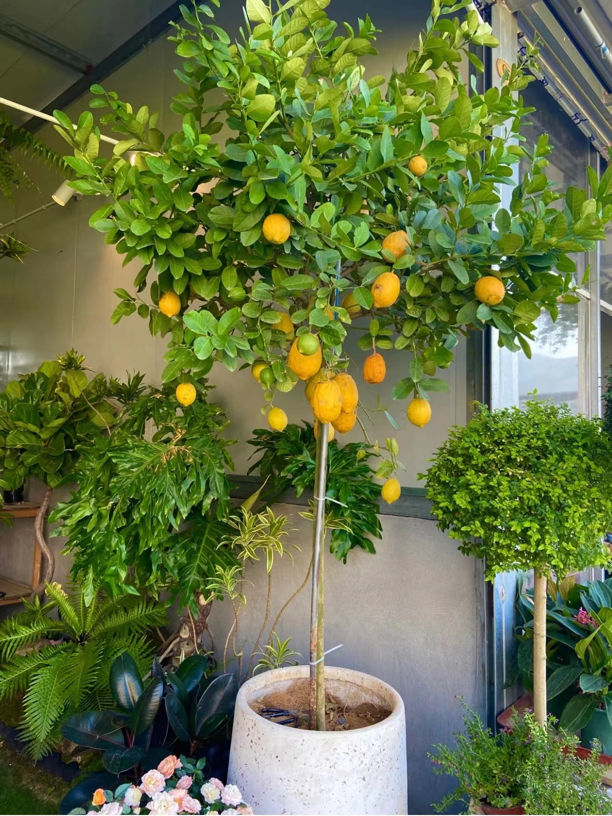 香水柠檬树盆栽大型绿植室内客厅盆栽高杆棒棒糖植物四季开花结果