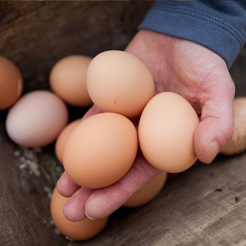 正宗土鸡蛋农家散养新鲜20枚草鸡蛋包邮纯笨鸡蛋草鸡蛋农村土鸡蛋