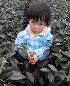 名山茶农药业有很公司