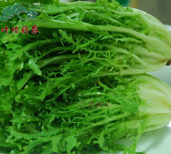 特新鲜蔬菜苦菊 苦苣菜苦叶狗牙生菜沙拉菜西餐配料 沙拉生菜250g