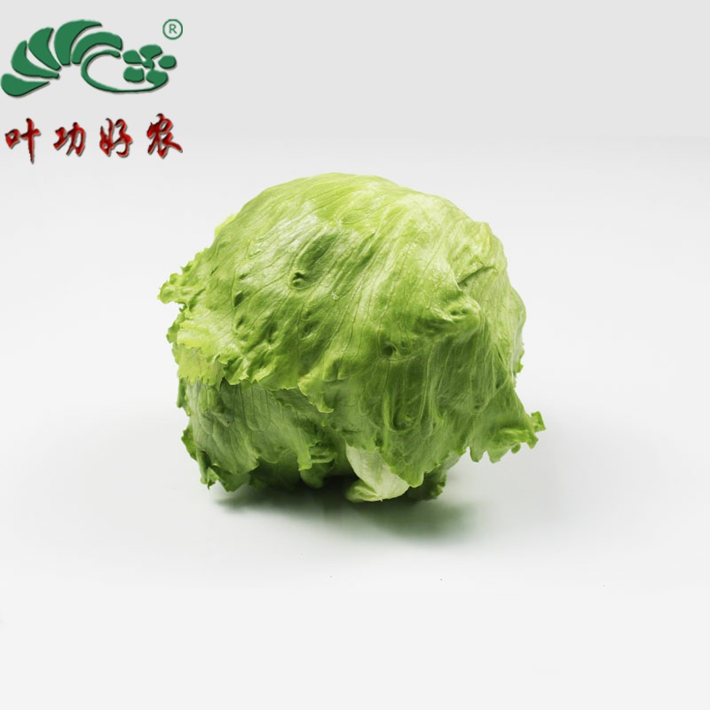 新鲜西生菜 球生菜 圆生菜 蔬菜沙拉 料理生菜 500g
