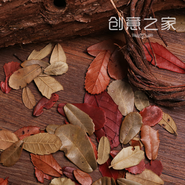 天然干树叶 点缀小道具背景拍照实用摄影背景场地古风布景干树叶
