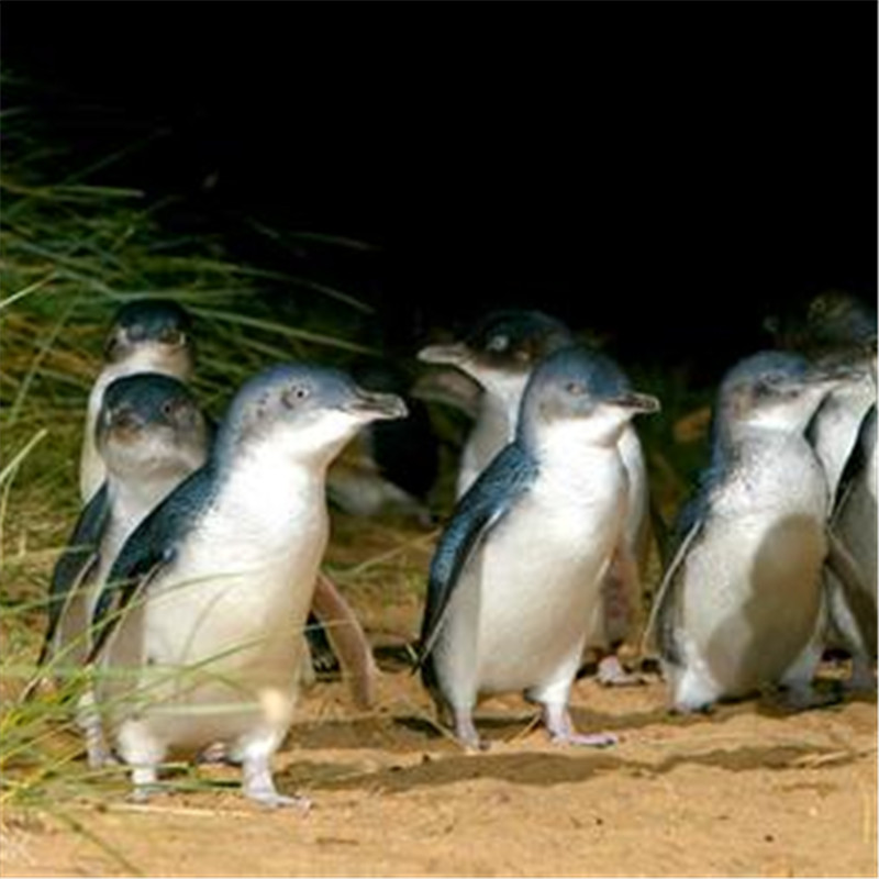 [菲利普岛企鹅归巢公园-普通看台门票]墨尔本 企鹅归巢 普通看台门票