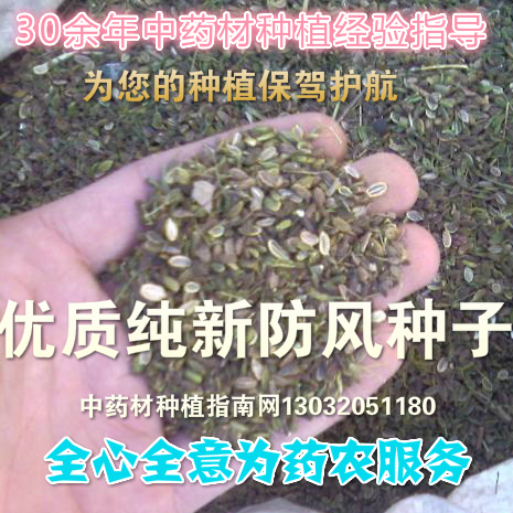 防风种子 加栽培技术中药材种植指南网，亩用3公斤