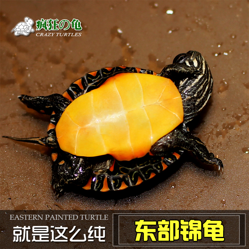 疯狂的龟 东锦龟 西锦龟  红纹锦龟 宠物龟深水观赏龟 活体 包邮