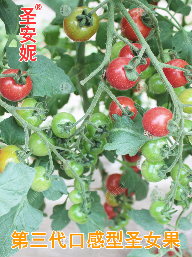 苗师傅圣安妮圣女果种子 好吃甜阳台蔬菜盆栽樱桃小番茄种籽种孑