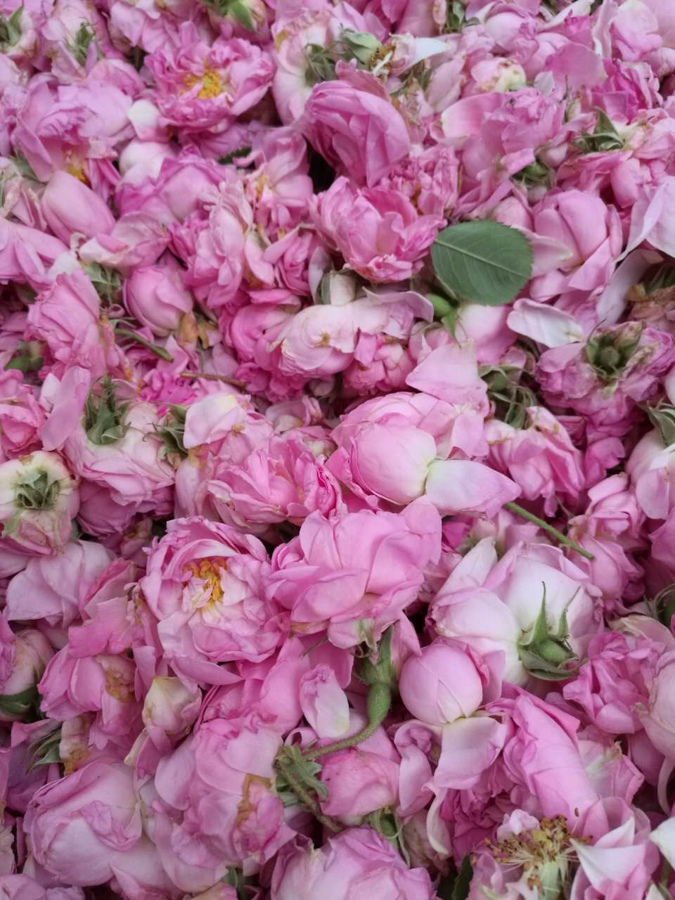 保加利亚大马士革玫瑰鲜花 5斤起拍 顺丰运费到付