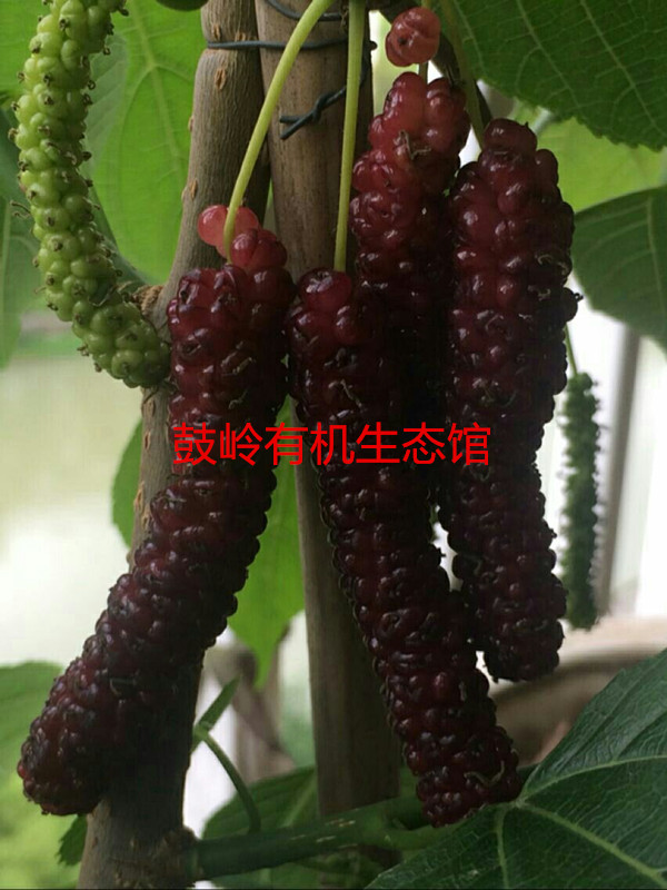 台湾四季长果桑家庭庭院阳台盆栽果树苗
