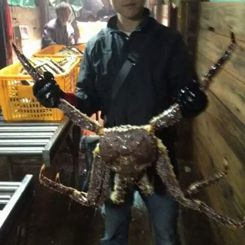 【沙沫】 帝王蟹3.5kg鲜活长脚蟹皇帝蟹水产阿拉斯加野生特大螃蟹