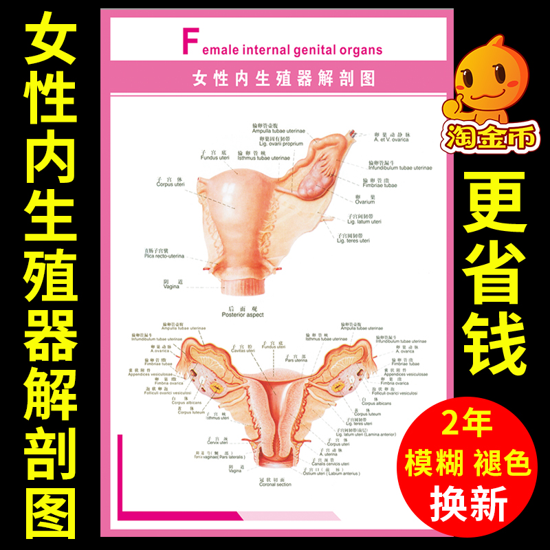 女性子宫乳房生殖系统示意图产房妇科挂图人体器官解剖图医院布置