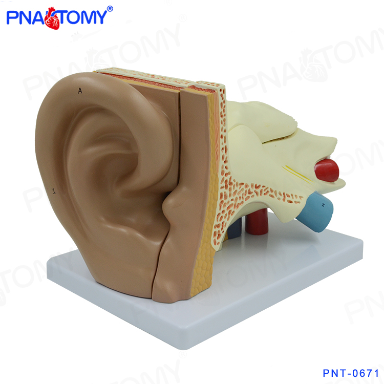 品牌大耳模型人耳解剖模q型内耳朵结构造听觉系统耳科展示教学模