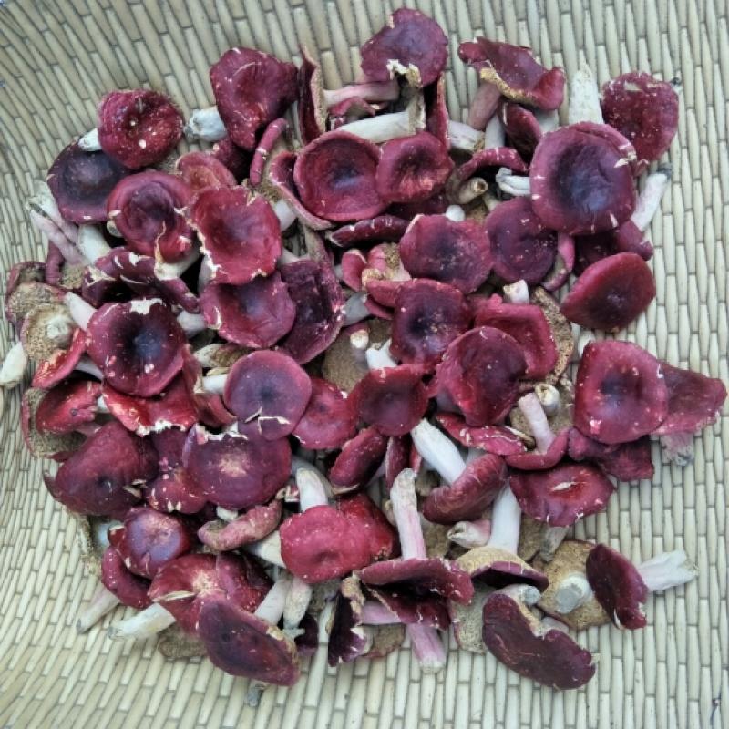 今年新货红菇正宗野生干货500g包邮泌阳土特产 红香菇 农家红蘑菇
