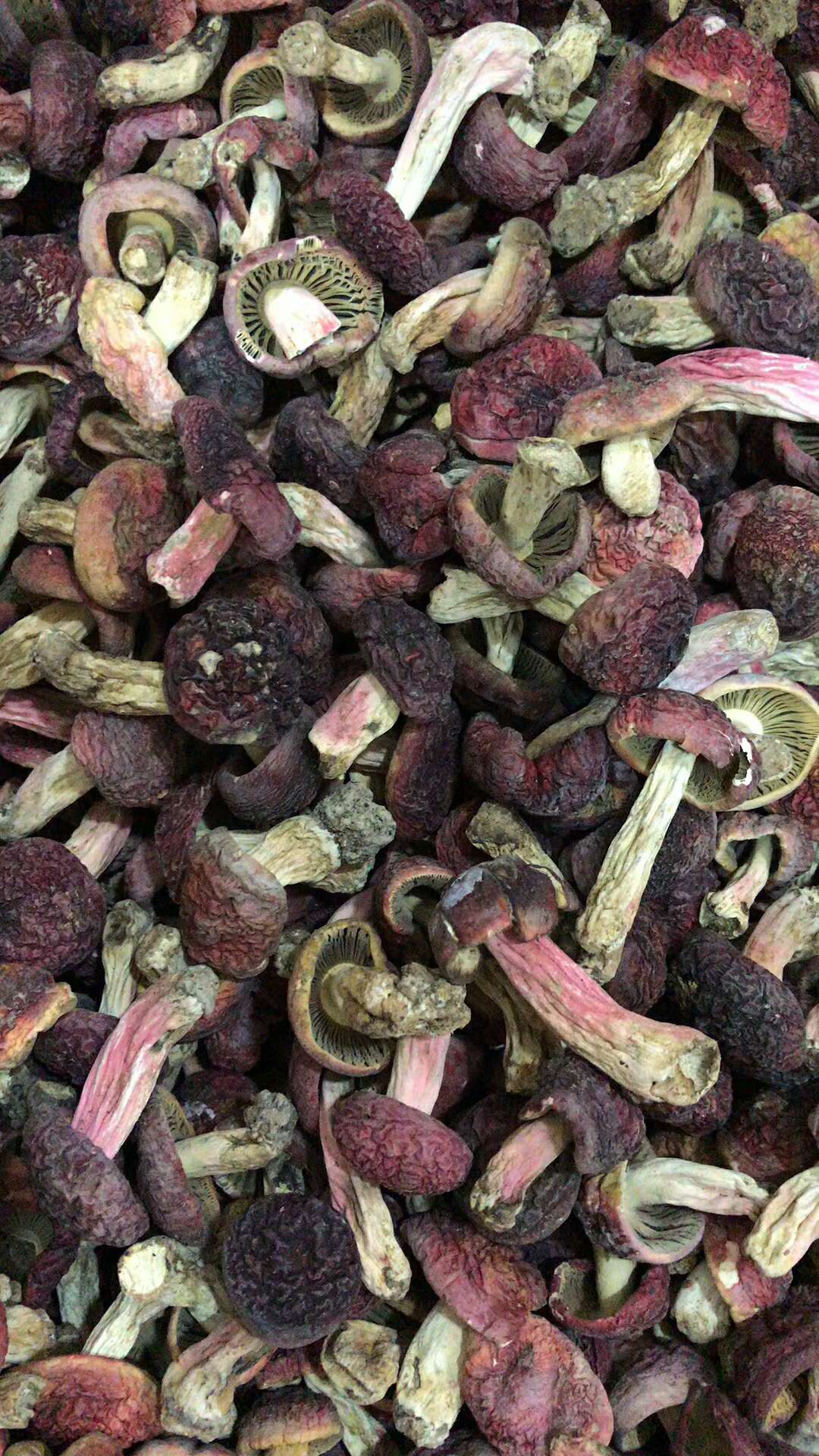 盛润 梅州大埔本地红菇孕妇月子菇农家自摘野生红椎菌干货500g