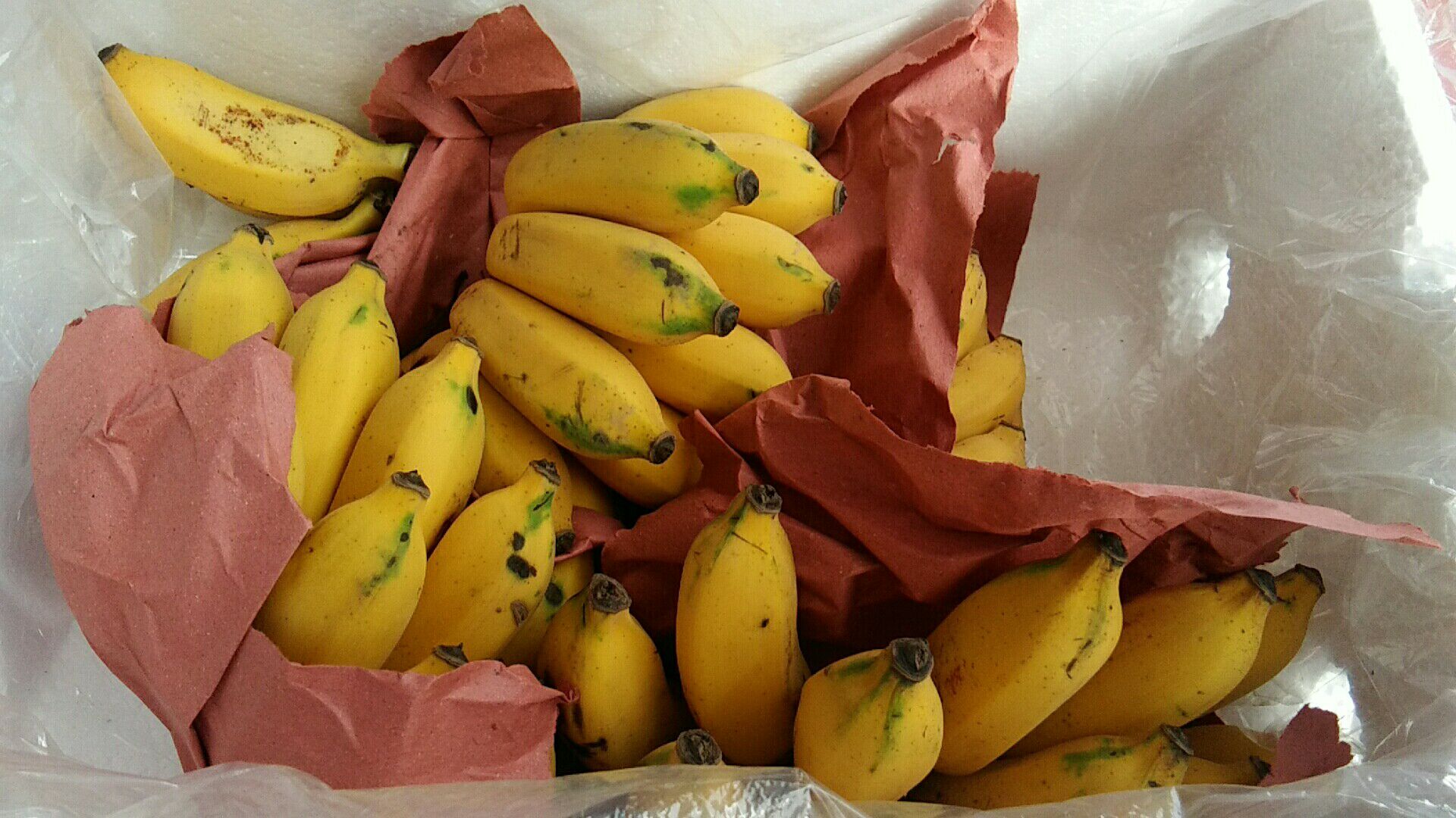 广西水果新鲜banana酸甜小米蕉8斤送一斤包邮现摘现卖无催熟剂