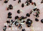鸡冠花种子栽培种植技术中药材种植指南网