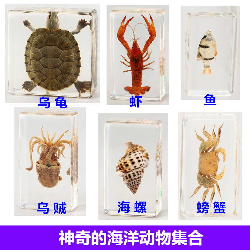幼儿园教学真实海洋动物树脂标本螃蟹虾热带鱼乌贼乌龟海星寄居蟹